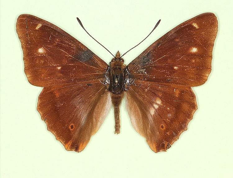Apatura iris male (aberrant form lugenda 3 ) (Internet Image property of respective owner, non-commercial use only)
